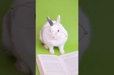 #shorts #rabbit #animals #viral #growth cute rabbit