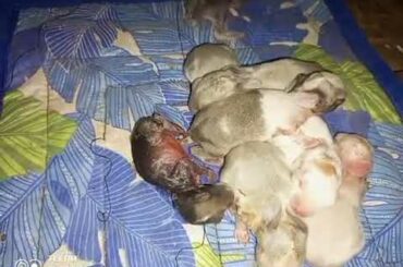 Cute Baby Rabbit | Rabbit Babies | 5 Days Old