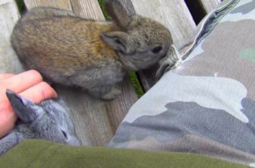 Cute Baby Bunny Rabbits