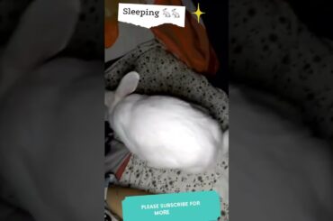 Cute bunny #rabbit #cuterabbit #pets #shortsvideo #viralvideo #youtubeshorts #animalslover