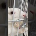 Cute Baby Bunny Playing And Funny Moments #Shorts