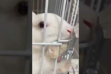 Cute Baby Bunny Playing And Funny Moments #Shorts