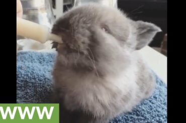 Adorable baby bunny rabbit feeding time