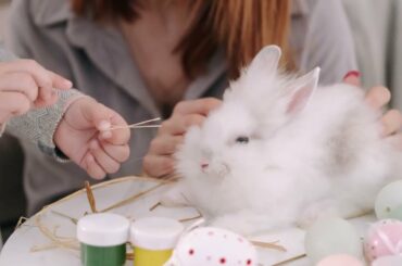 Rabbit videos | Funny and cute baby Bunny Rabbit videos