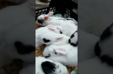 SUPER CUTE BABY RABBITS VIDEO
