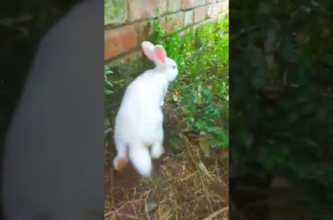 cute rabbit #shorts #rabbit #youtubeshorts #cat