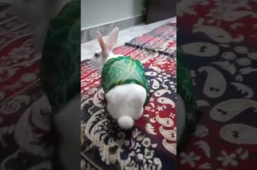 Cute bunny #rabbit #cuterabbit #pets #shortsvideo #viralvideo #youtubeshorts #animalslover