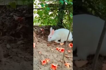 Cute bunny #rabbit #cuterabbit #pets #shortsvideo #viralvideo #youtubeshorts #animalslover