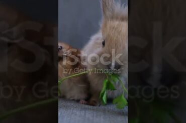Cute bunny##bunny ##khorgosh ##rabbit ##@Asad & Pets