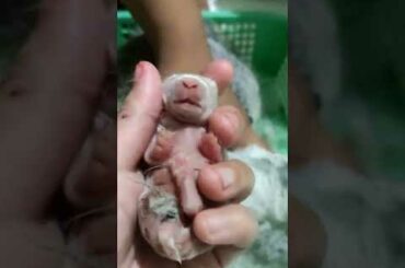 Her Mother Accidentally Eat Baby Bunnies Leg || Poor Baby Bunny #shorts