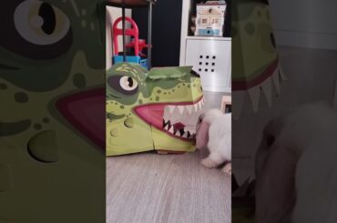 Cute Baby Bunny Reacting to Dinosaur - Mini Lop Rabbit
