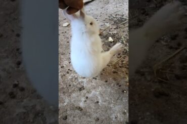 Cute Bunny Scream / Catching Bunny /Beautiful White Bunny #shorts