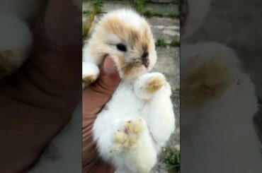 CUTE BUNNY NAUGHTY BUNNY