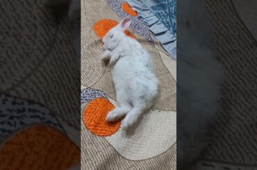 Cute bunny #rabbit #cuterabbit #pets #shortsvideo #viralvideo #youtubeshorts #animalslover