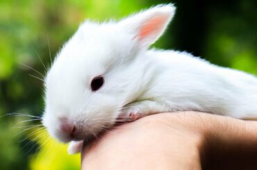 Baby Bunny Found Away From Nest - Super Cute Baby Rabbits