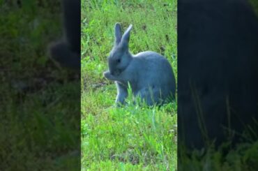 Cute rabbit#shorts