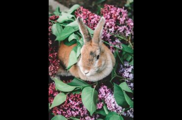 Rabbit | cute rabbit | rabbit lovers #shorts #shortvideo #rabbits