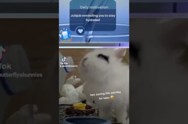 cute bunny drinking out of the water jug #bunny #cute #hydrate