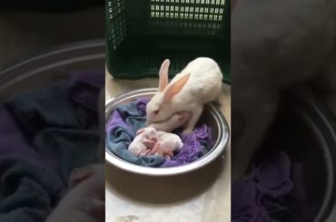 cute rabbit baby Bunny #shortsvideo