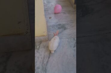 Cute bunny #rabbit #cuterabbit #pets #shortsvideo #viralvideo #youtubeshorts #animalslover