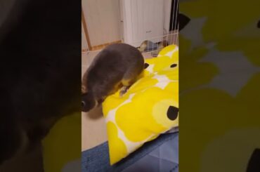 cute rabbit |cute bunny 2022 #shorts #cuteanimals #funnyanimals #2022 #pets