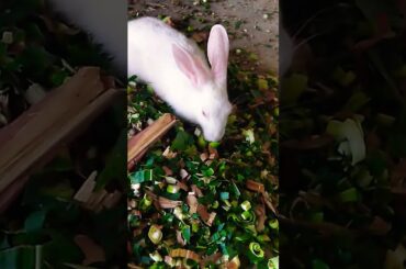 cute Rabbit bunny #shorts