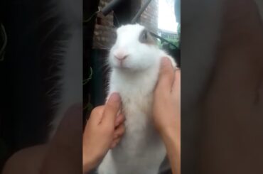 Cute rabbit dancing #shorts