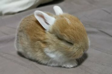 Funny and Cute Baby Bunny Rabbit Videos | Funniest Rabbits Videos