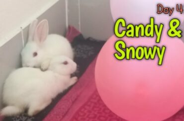 How cute baby bunny taking rest!  funny leisure time expend by baby rabbit!