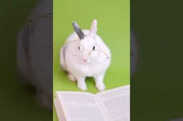cute bunny with Eyeglasses