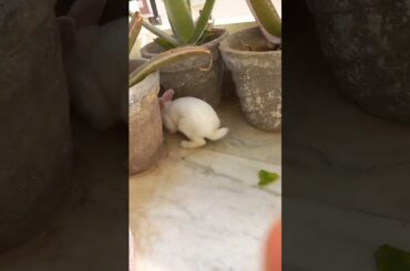 Cute bunny #rabbit #cuterabbit #pets #shortsvideo #viralvideo #youtubeshorts #animalslover