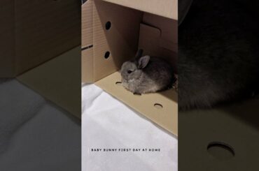Baby Bunny Exploring His New Home #shorts