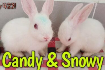 How to feed cute baby bunny green grass!  What to feed baby rabbit!  Cute bunny Candy & Snowy!423