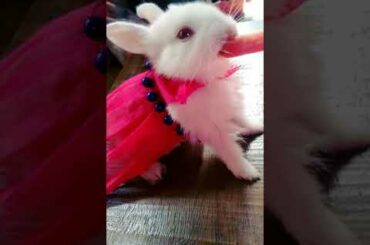 cute bunny