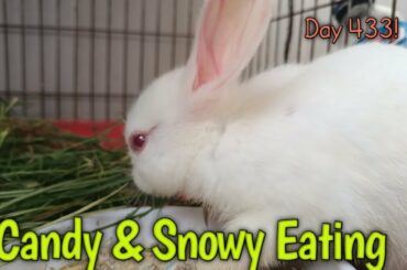How cute baby bunny eating grass & feed!  baby rabbit eating habits!  funny cute baby rabbit videos!