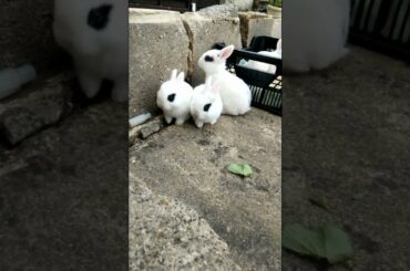 CUTE BUNNIES FUNNY
