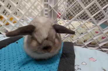 Funny and Cute Bunny Rabbits Compilation Videos | Funniest Rabbits Videos