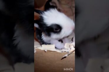 #baby#business#rabbit#cute baby bunny screaming rabbit