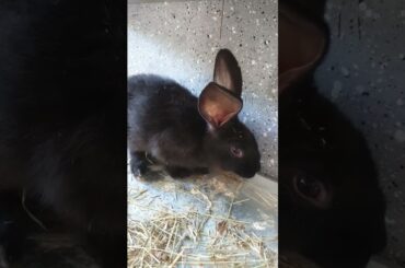 cute bunny
