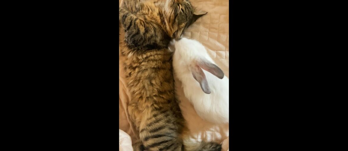 Cute and baby Rabbit funny moment #animals video Cute and baby Rabbit funny moment #animals video