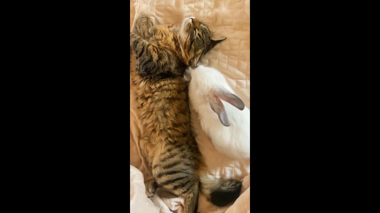 Cute and baby Rabbit funny moment #animals video
