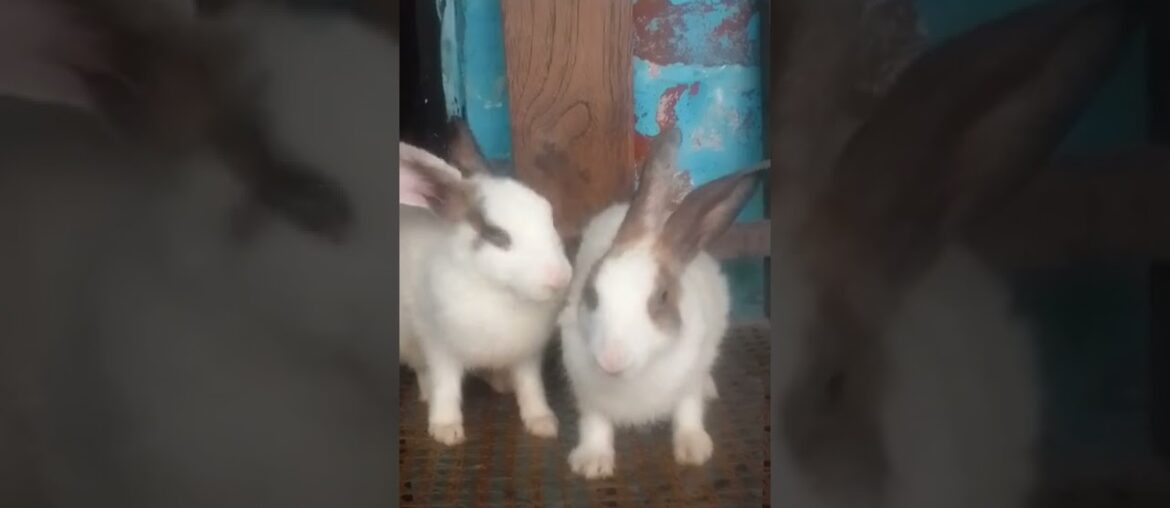 2 cute bunny rabbit #shorts