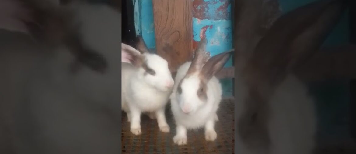2 cute bunny rabbit #shorts 2 cute bunny rabbit #shorts