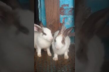2 cute bunny rabbit #shorts
