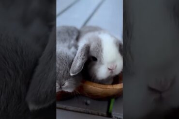 cute rabbit | cute bunny 2022 #shorts #2022 #cuteanimals