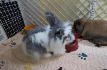 Funny and Cute Bunny Rabbits Compilation Video 2 | Funniest Bunny Rabbits Video