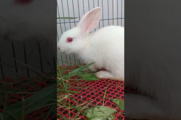 #f50 cute bunny Snowy eating #shorts