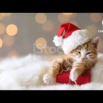 sweet rabbit thor,sweet cat sounds,cutest pets cute baby animals & funny pets video compilation