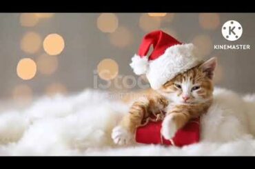 sweet rabbit thor,sweet cat sounds,cutest pets cute baby animals & funny pets video compilation