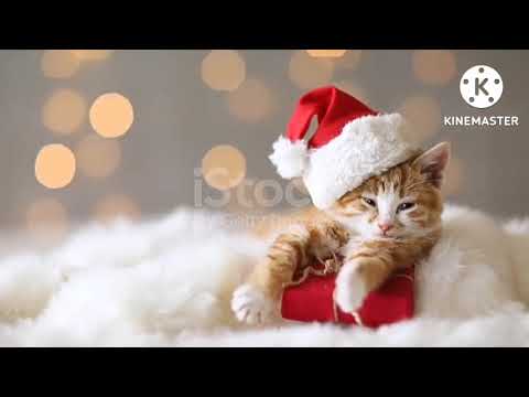 sweet rabbit thor,sweet cat sounds,cutest pets cute baby animals & funny pets video compilation